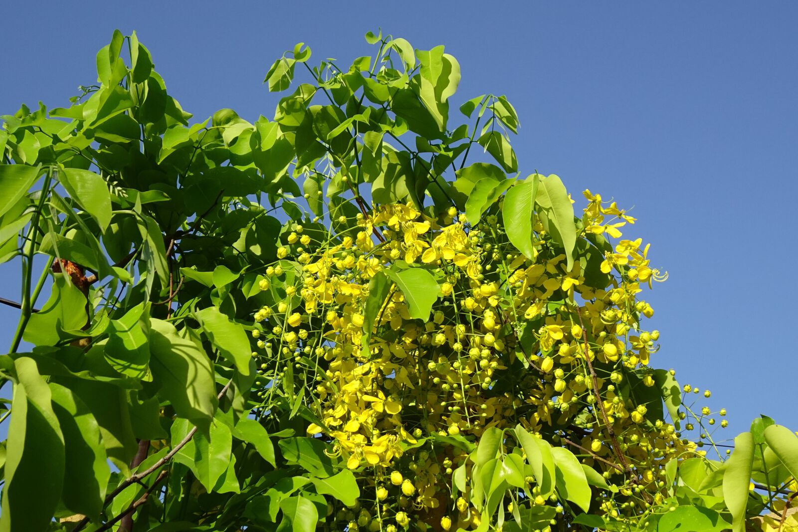 Sony DSC-WX800 sample photo. Flower, golden shower, cassia photography