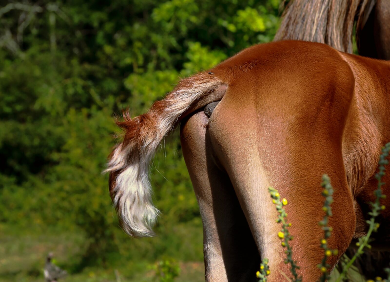 Canon EOS 1000D (EOS Digital Rebel XS / EOS Kiss F) sample photo. Animals, foal, nature photography