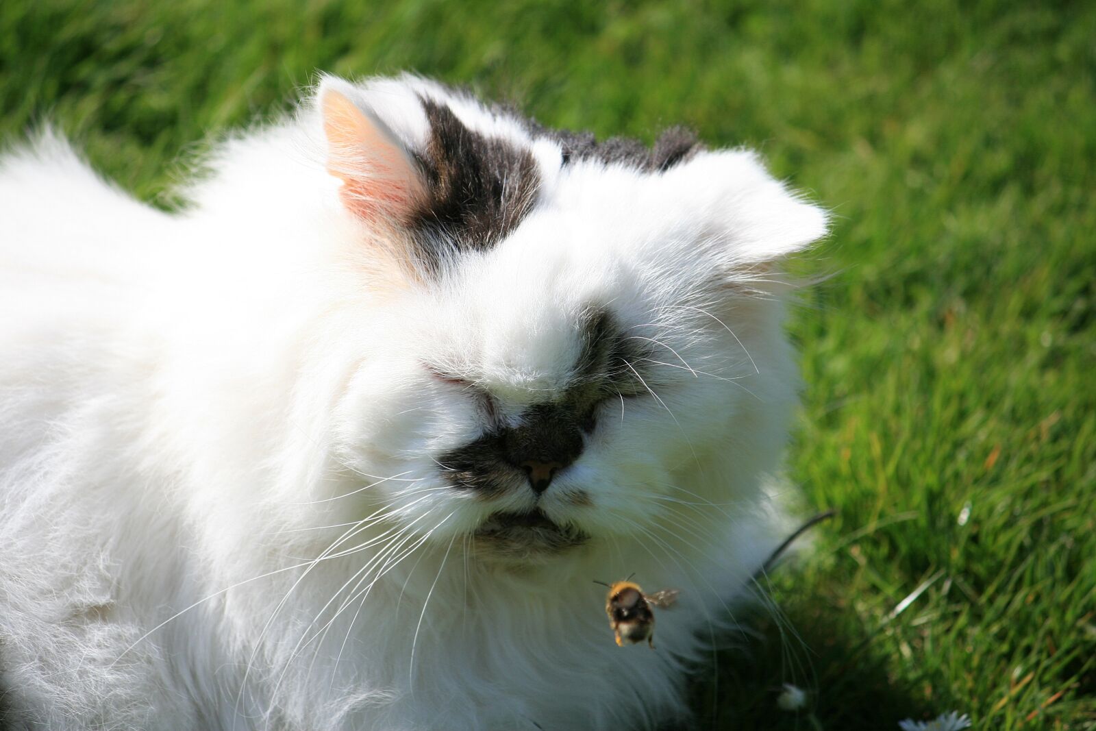 Canon EOS 400D (EOS Digital Rebel XTi / EOS Kiss Digital X) sample photo. Persian, cat, bee photography