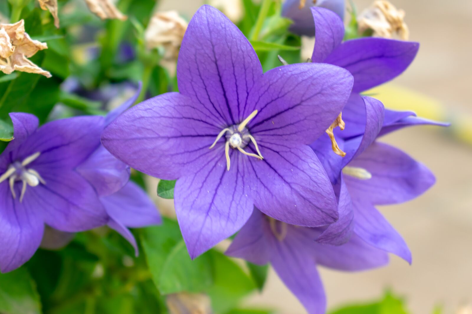 Nikon D3300 sample photo. Flower, nature, garden photography