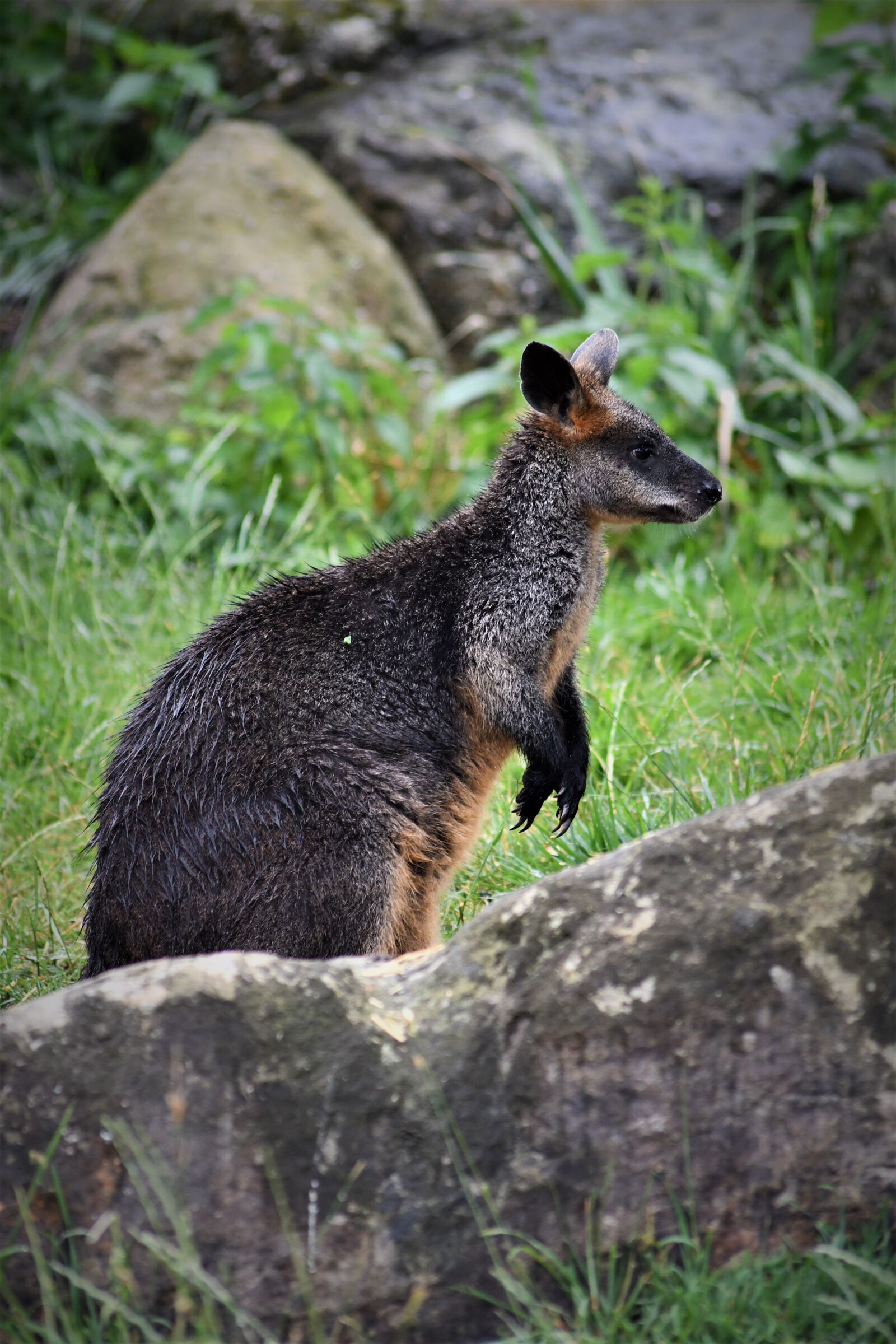Nikon D7500 sample photo. Kangaroo, zoo, australia photography