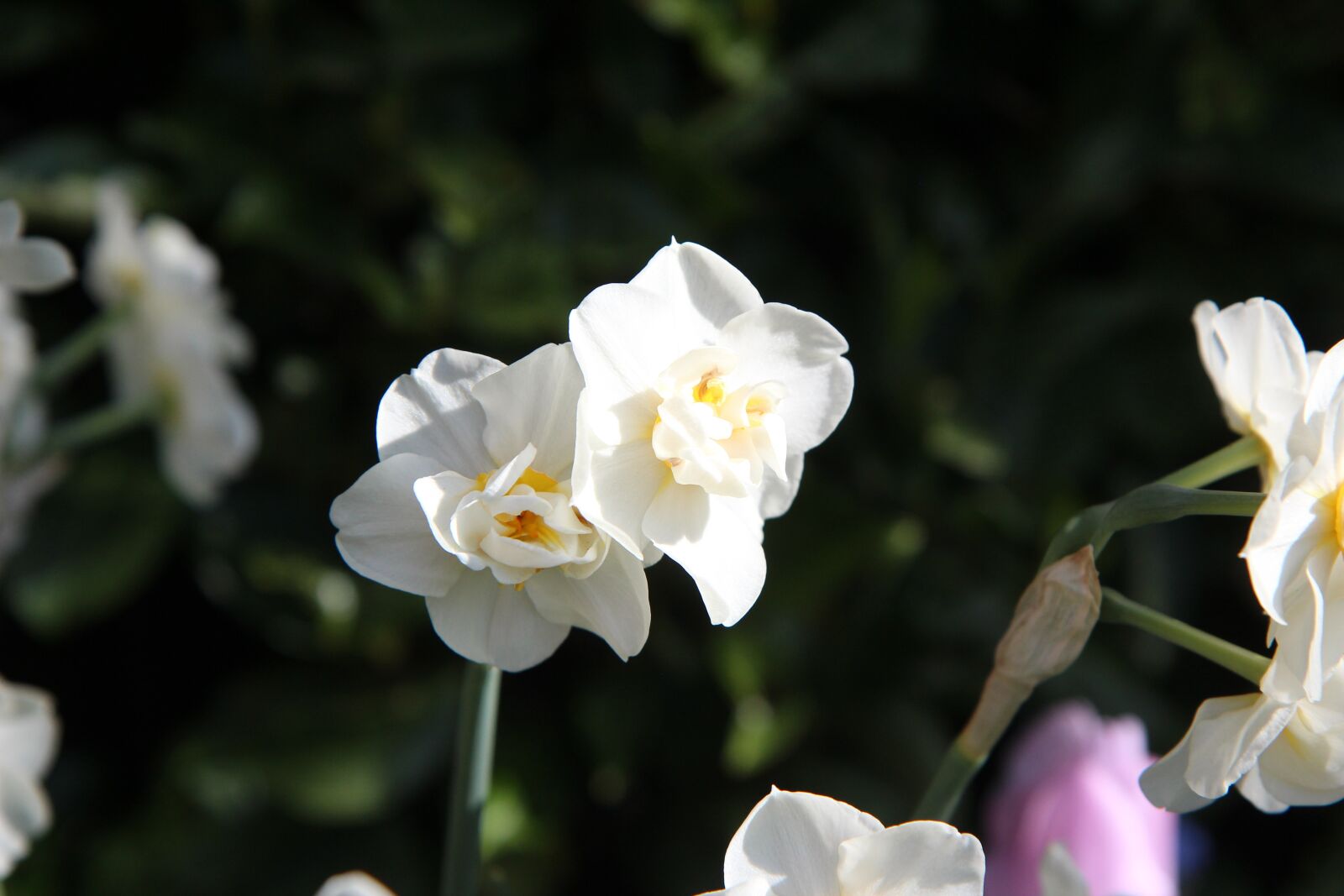 Canon EOS 600D (Rebel EOS T3i / EOS Kiss X5) sample photo. Narcissus, narcissus fragrant, perfume photography
