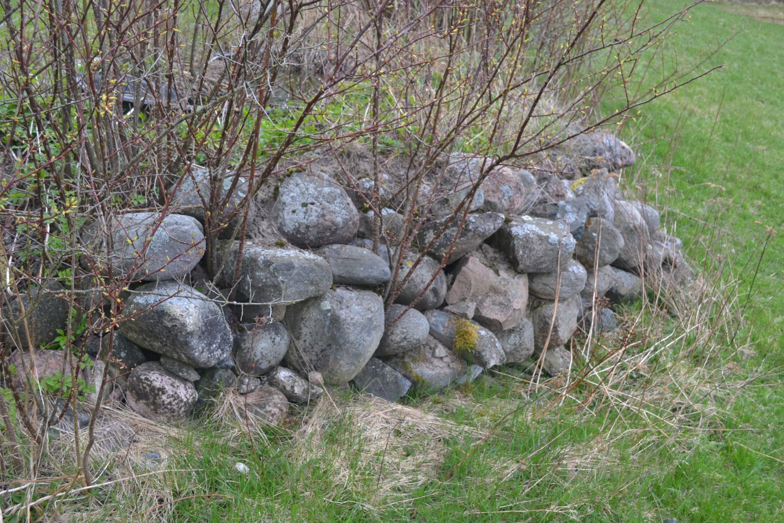 Nikon D3100 sample photo. Rose, spring, the stones photography