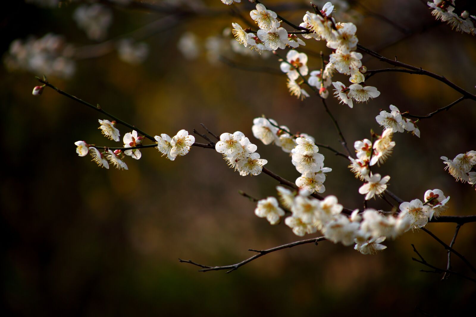 Canon EOS 5D Mark II sample photo. Flowers, cherry tree, wood photography