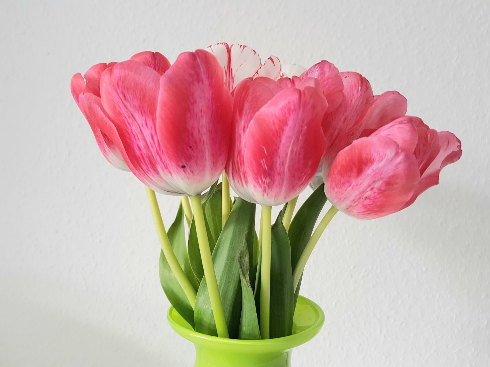Samsung Galaxy S8 sample photo. Tulip, tulip bouquet, plant photography