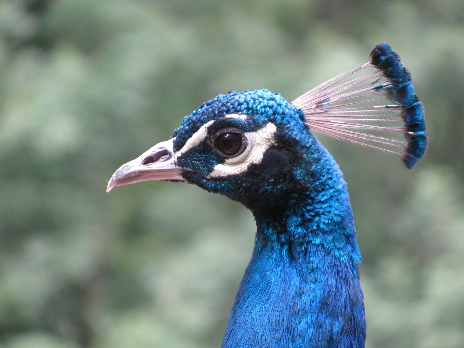 Canon PowerShot SX110 IS sample photo. Peacock, bird, blue photography
