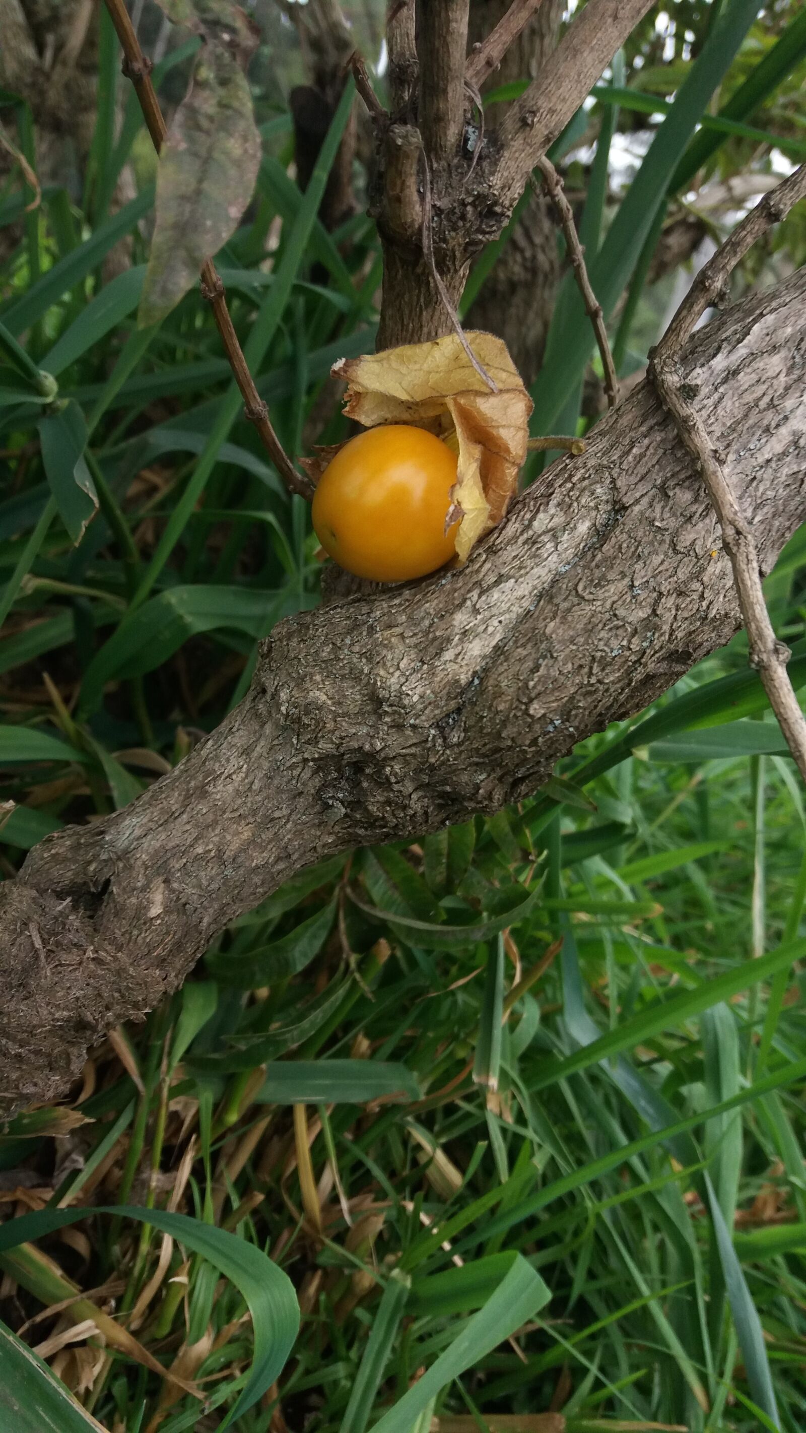 Samsung Galaxy J5 sample photo. Nature, tree, leaf photography
