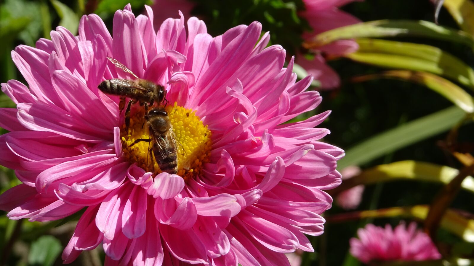 Sony DSC-HX60 sample photo. Flower, bee, insect photography