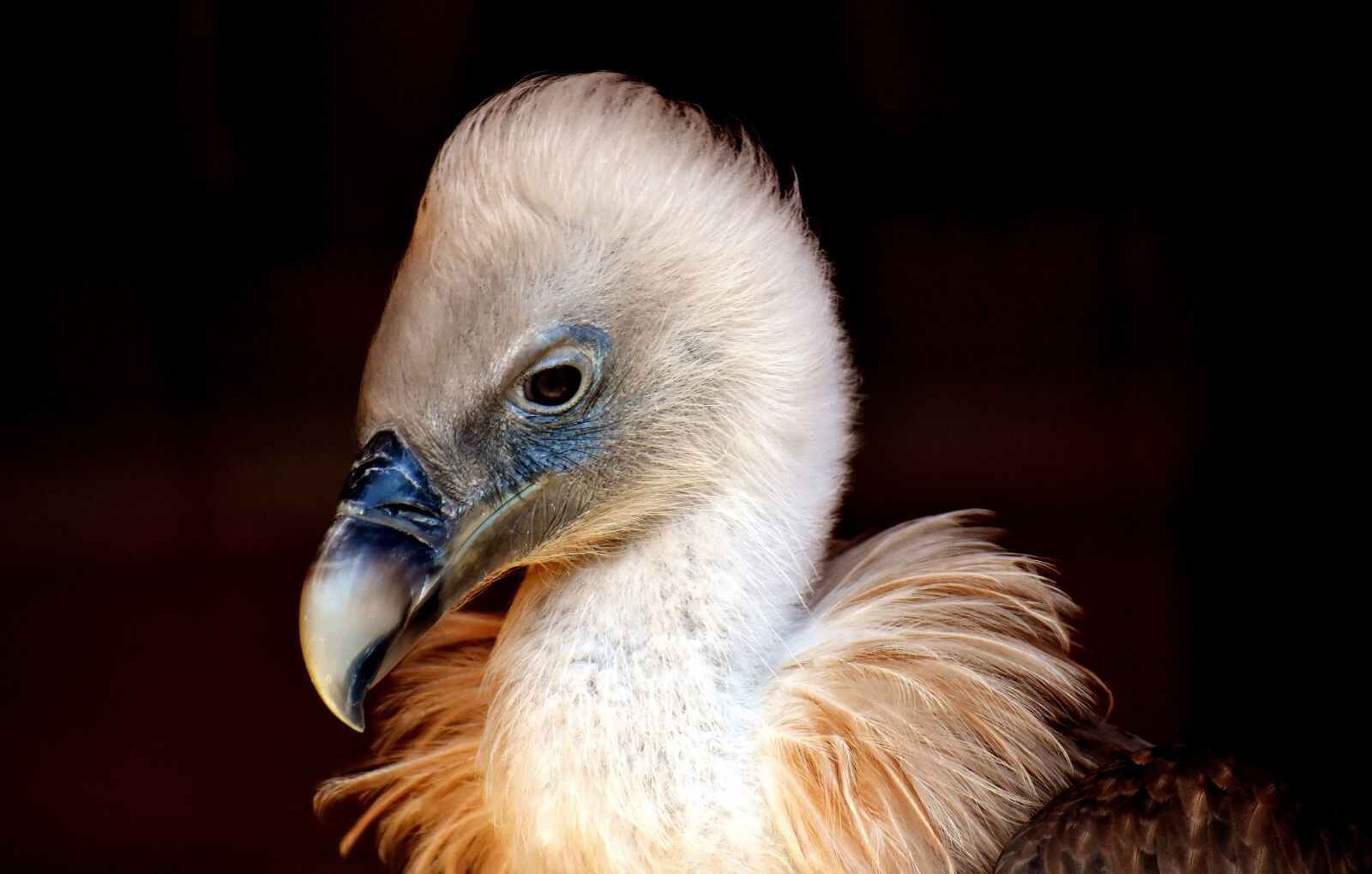 Nikon D7200 sample photo. Vulture, bird, bird of photography