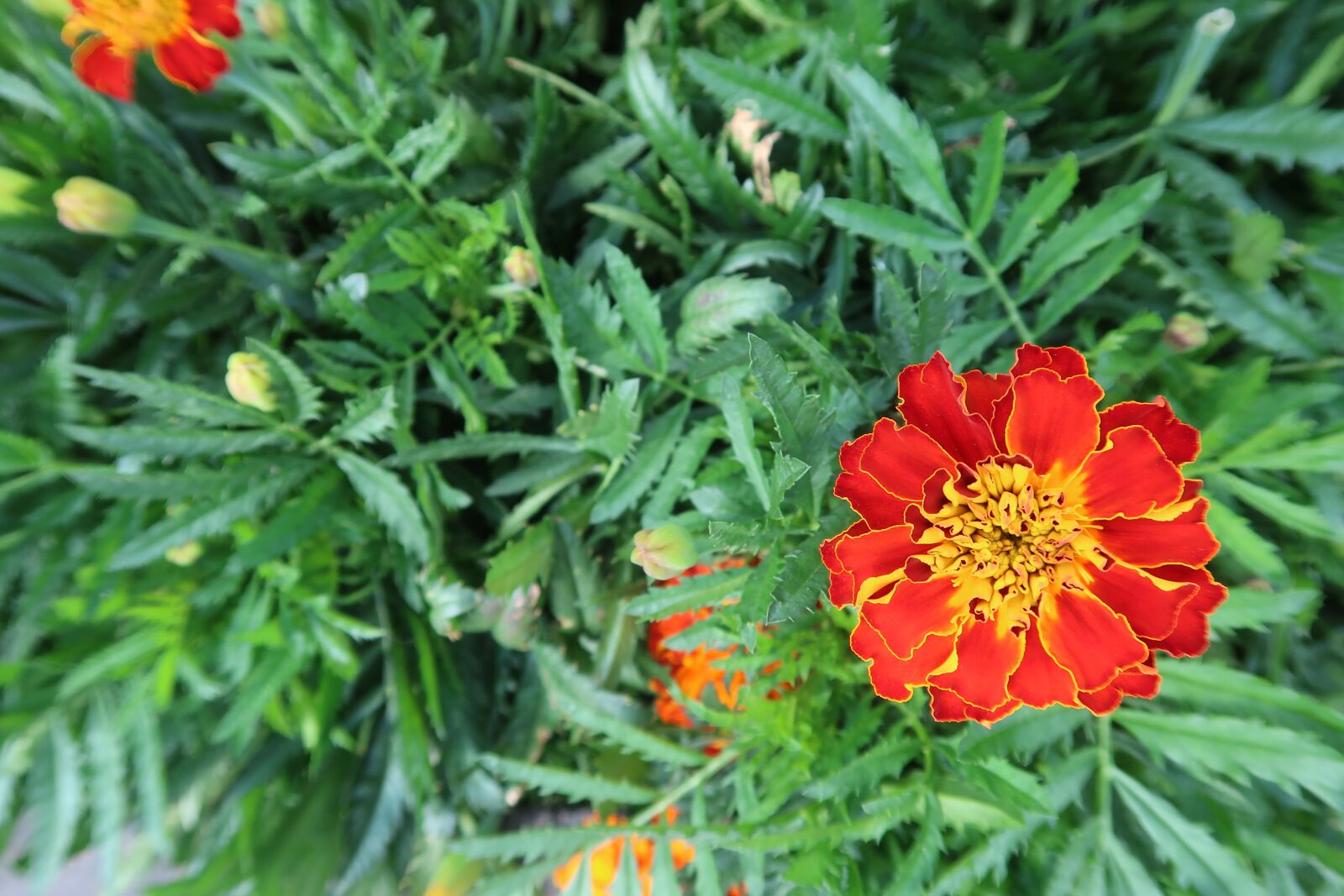 Canon PowerShot G7 X Mark II sample photo. Red marigold, french marigold photography