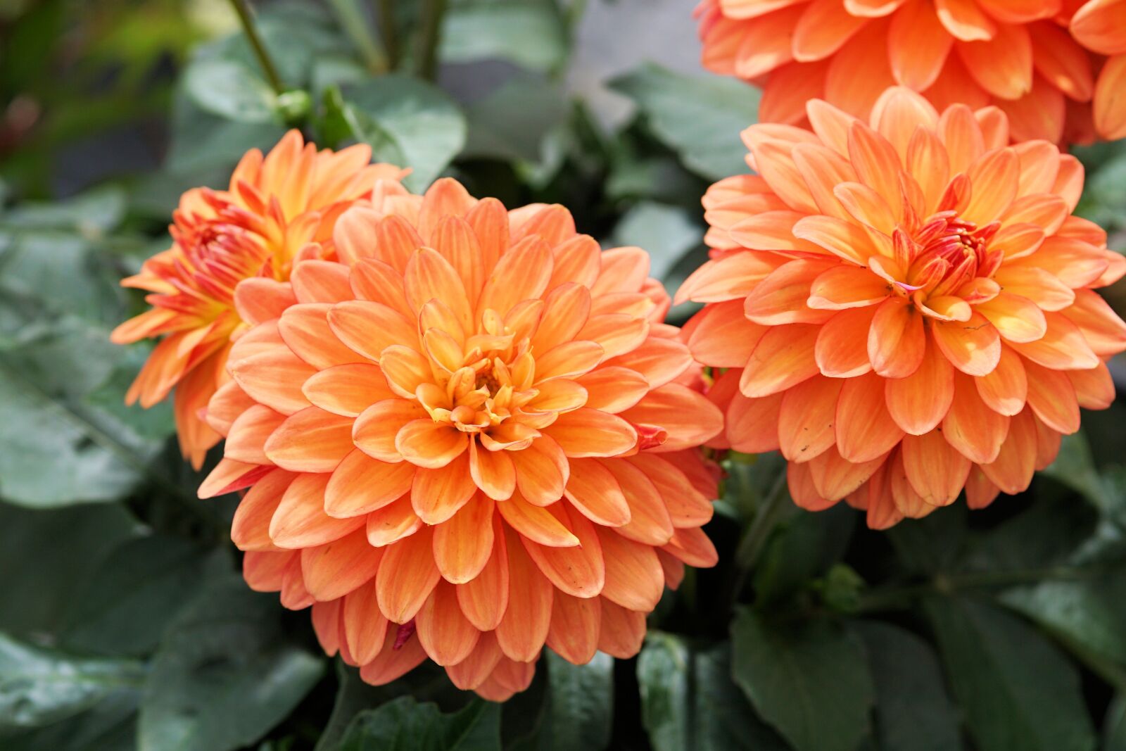 Sony a6000 + E 60mm F2.8 sample photo. Flower, plant, blossom photography