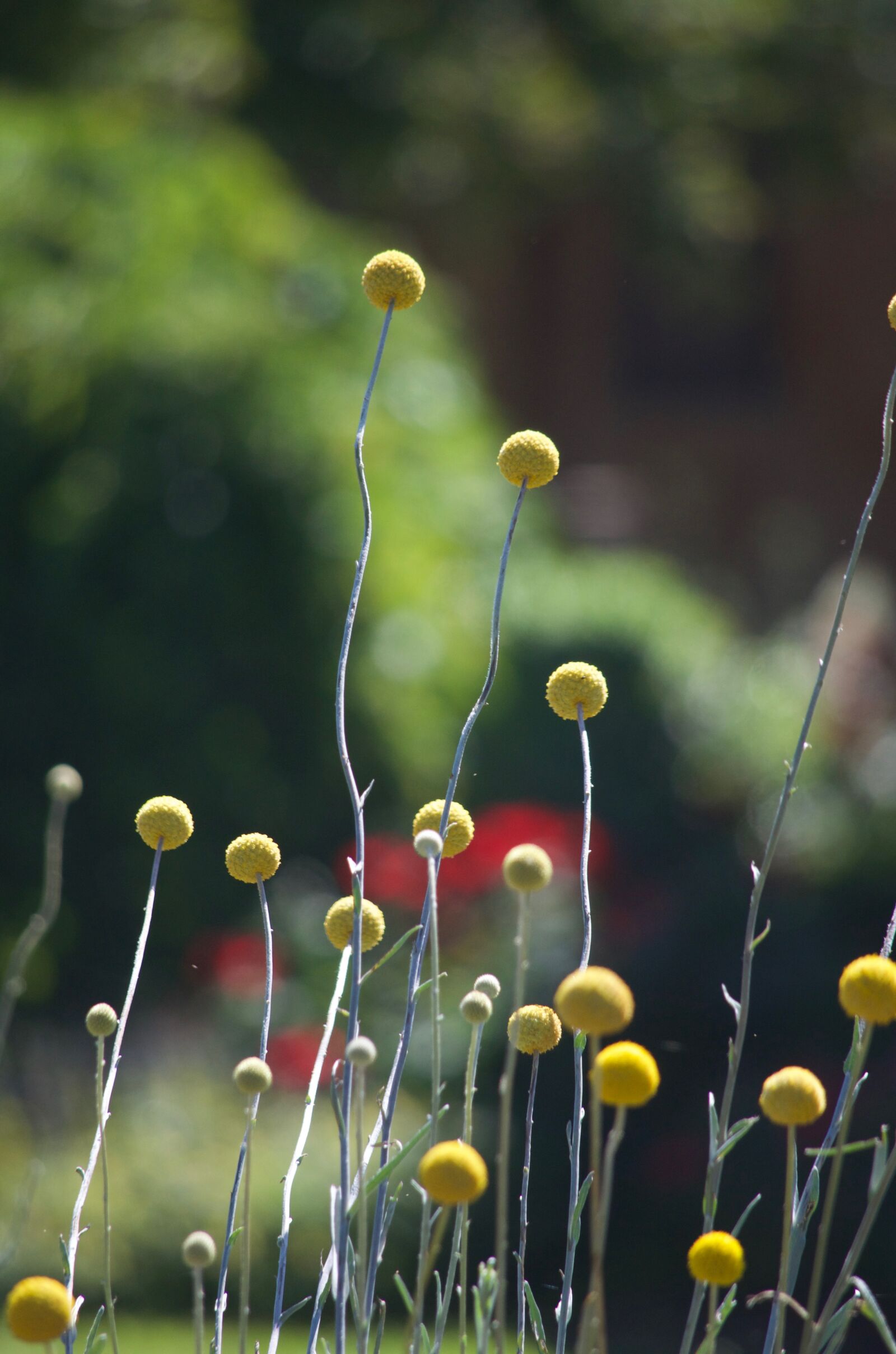 Nikon D5100 sample photo. Bloom, blooming, flowers, blooms photography