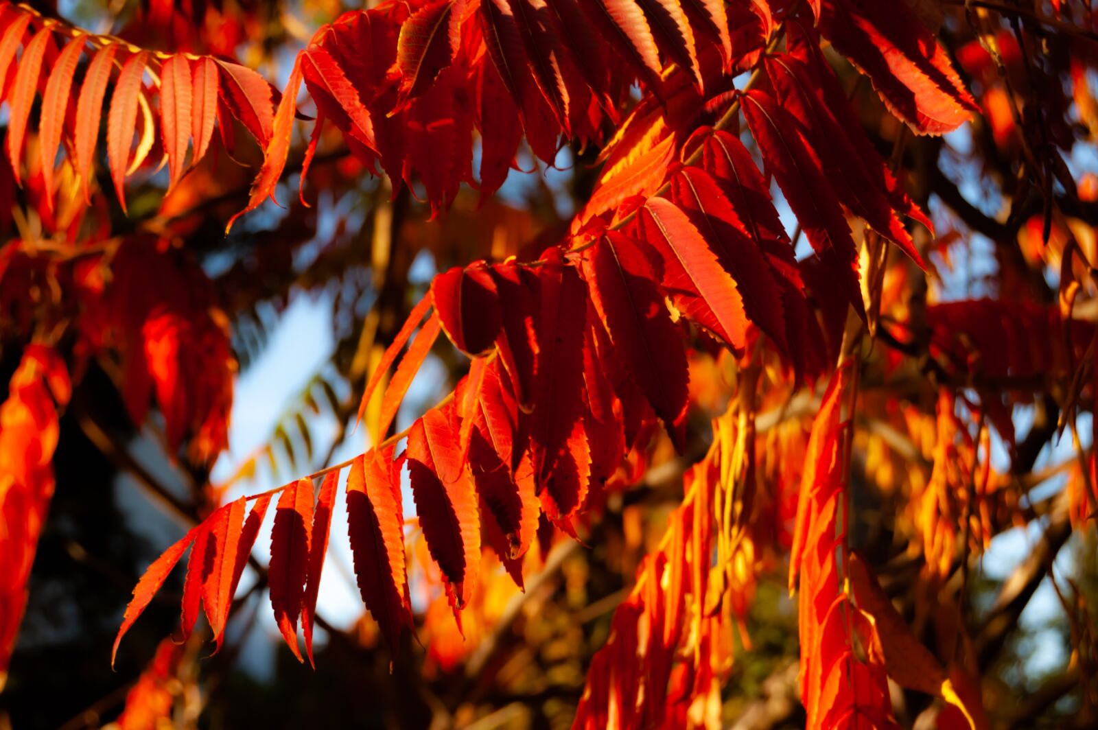 Nikon D40 sample photo. Tree, cottbus, lausitz photography