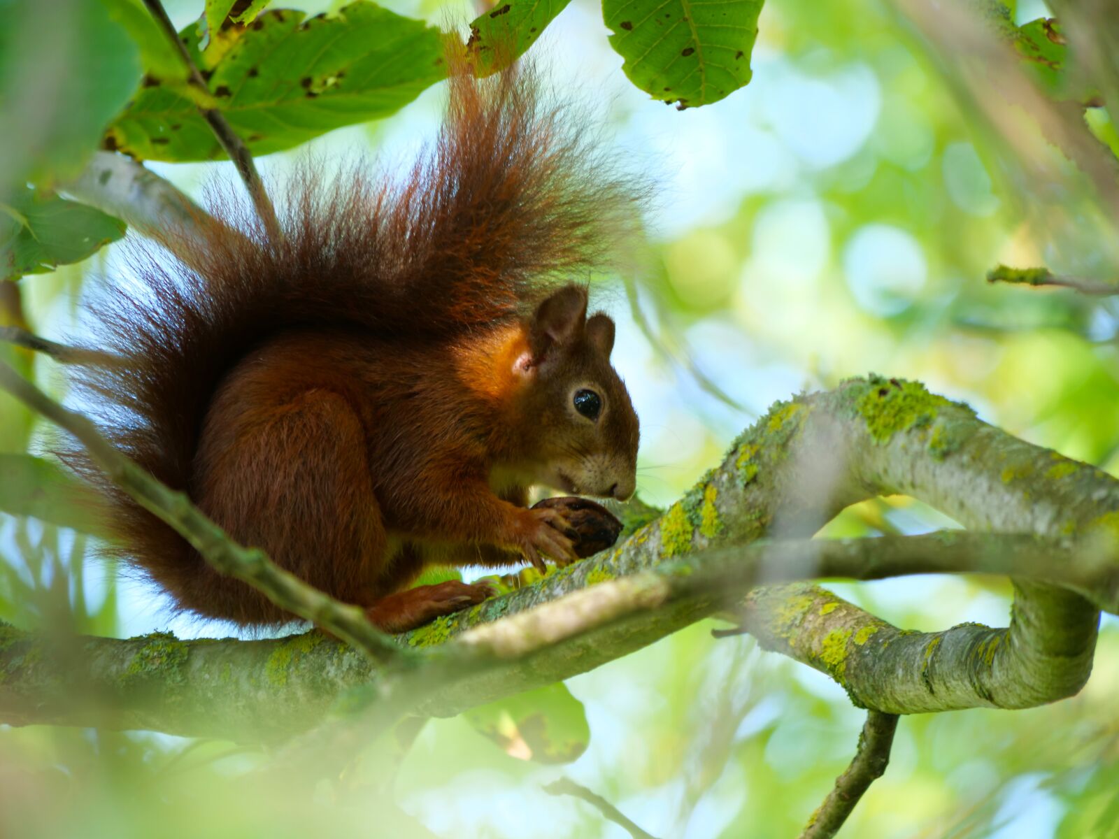 Panasonic Lumix DC-G9 sample photo. Squirrel, forest, nature photography