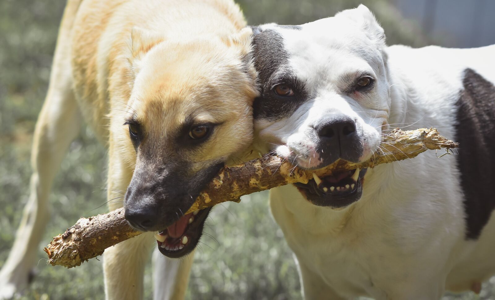 Nikon D7200 sample photo. Stafford mongrel, dog, black photography