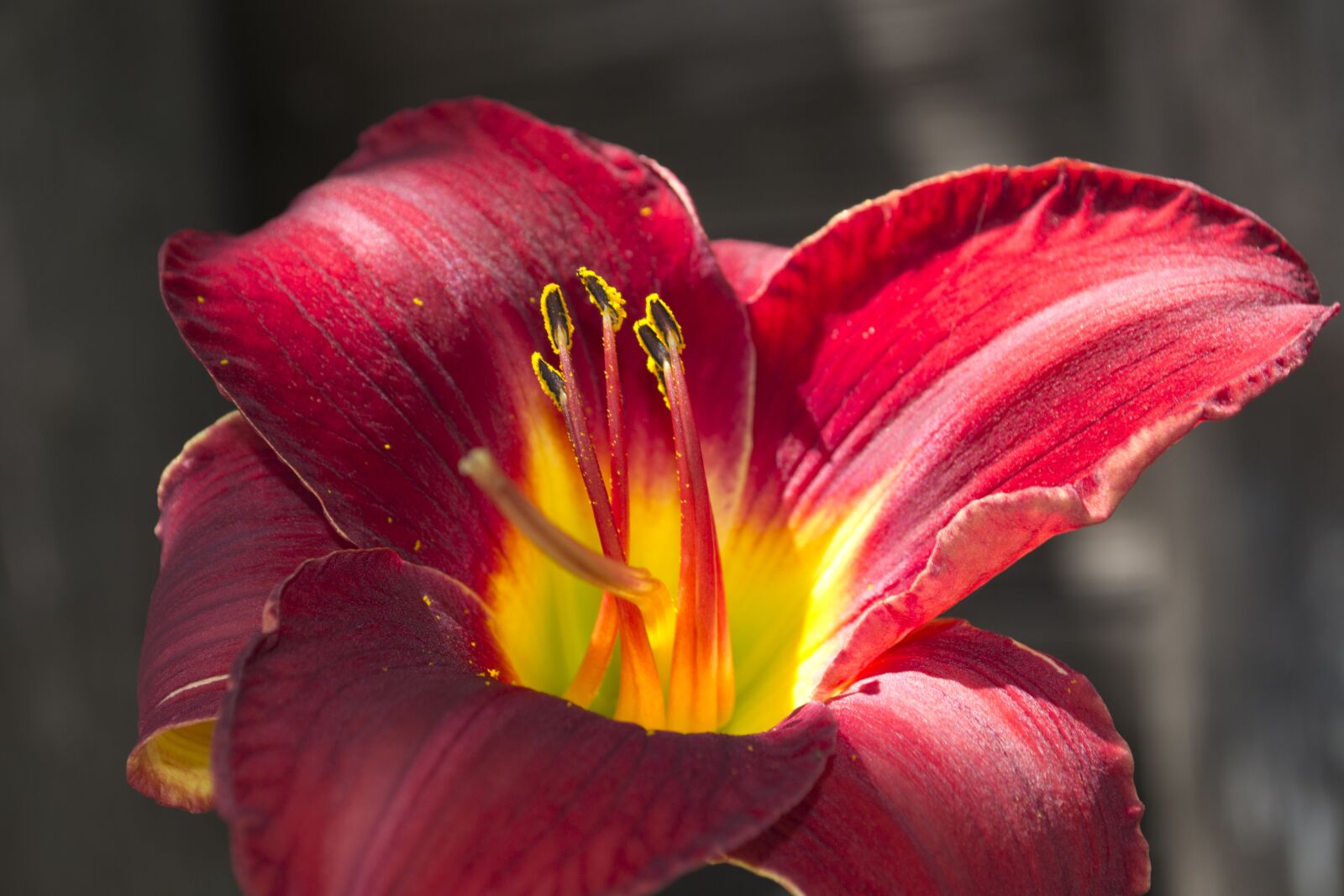 Nikon D3100 sample photo. Flower, petals, flora photography
