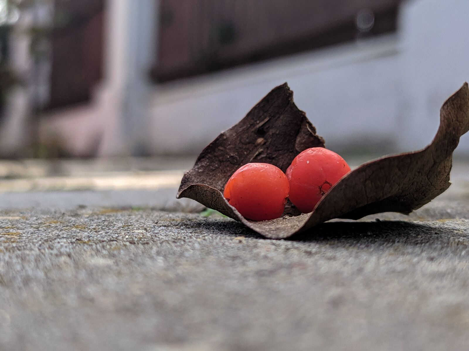Xiaomi Redmi Note 7 sample photo. Sheet, rowan, berry photography