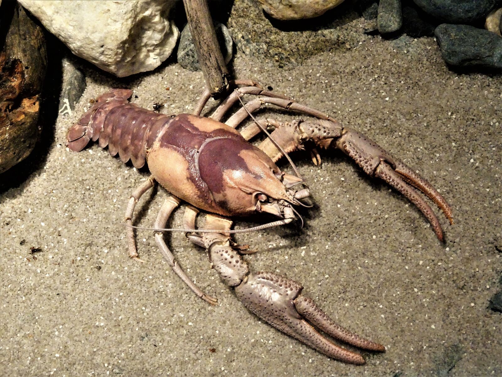 Sony Cyber-shot DSC-HX50V sample photo. Lobster, delicacy, sea animal photography