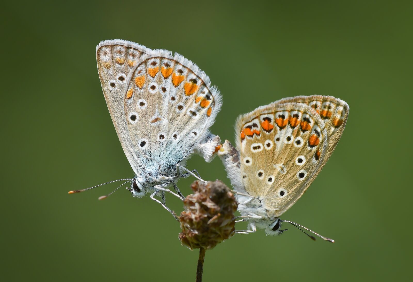 Nikon D750 sample photo. Butterfly, kelebek, macro photography