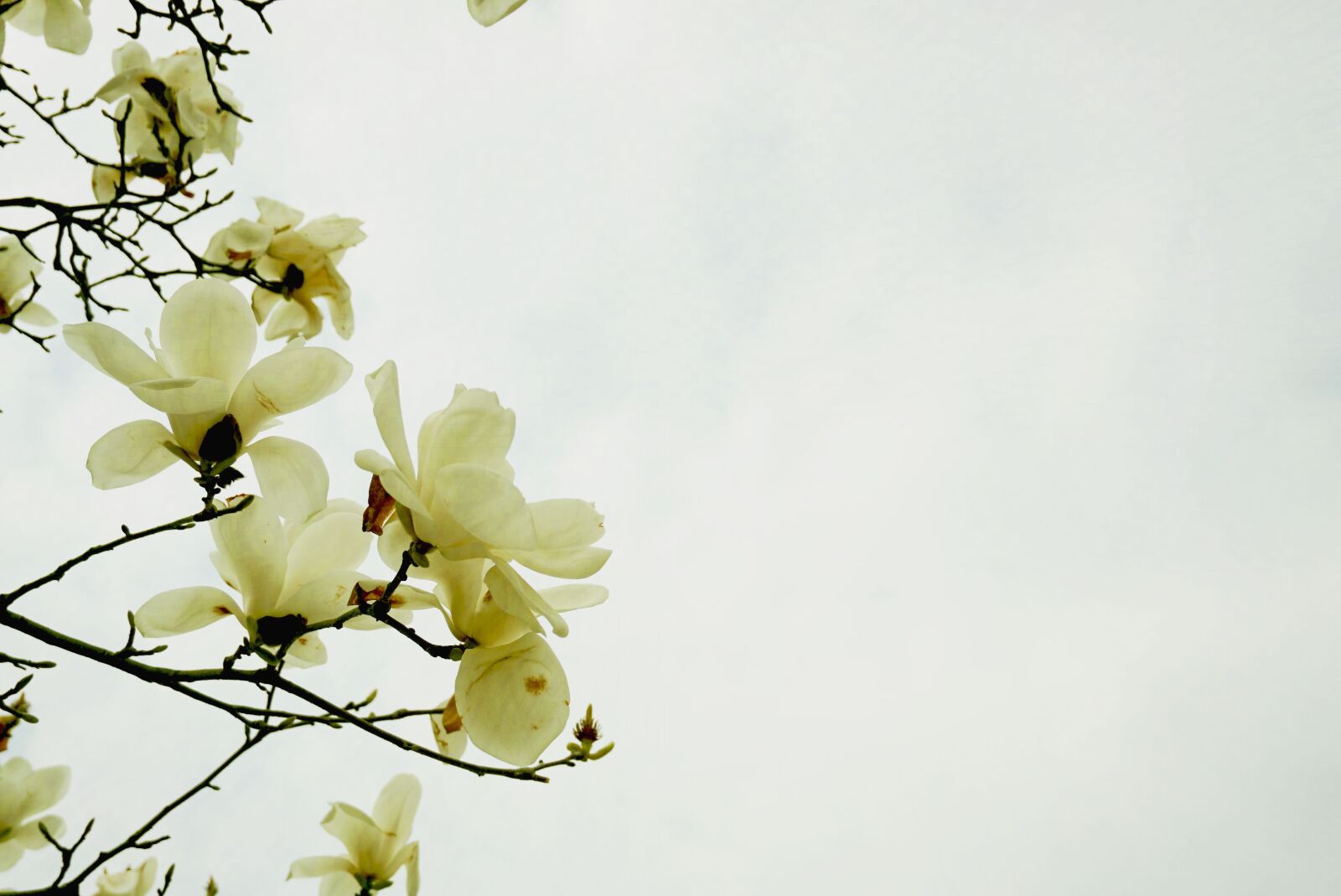 Sony a5100 sample photo. Flowers and plants, day photography
