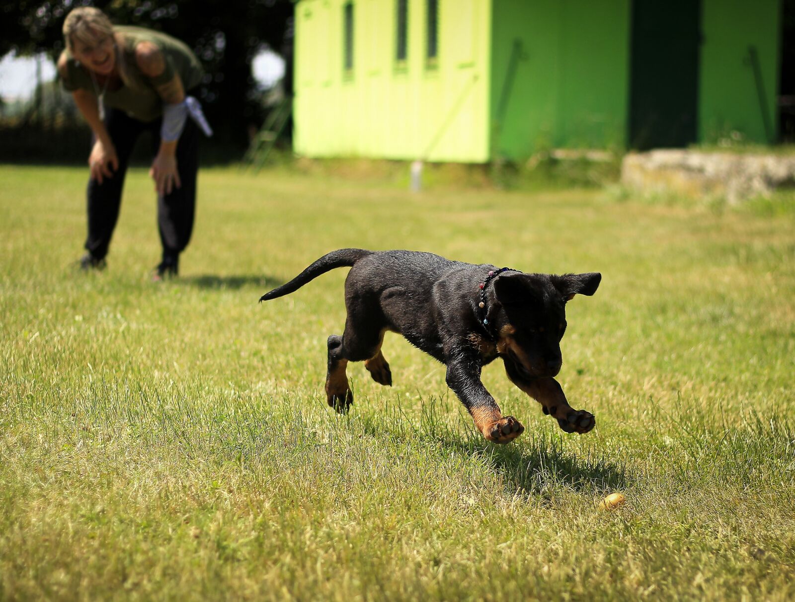 Canon EOS 600D (Rebel EOS T3i / EOS Kiss X5) + Canon EF 50mm F1.8 II sample photo. Puppy, rottweiler, dog photography