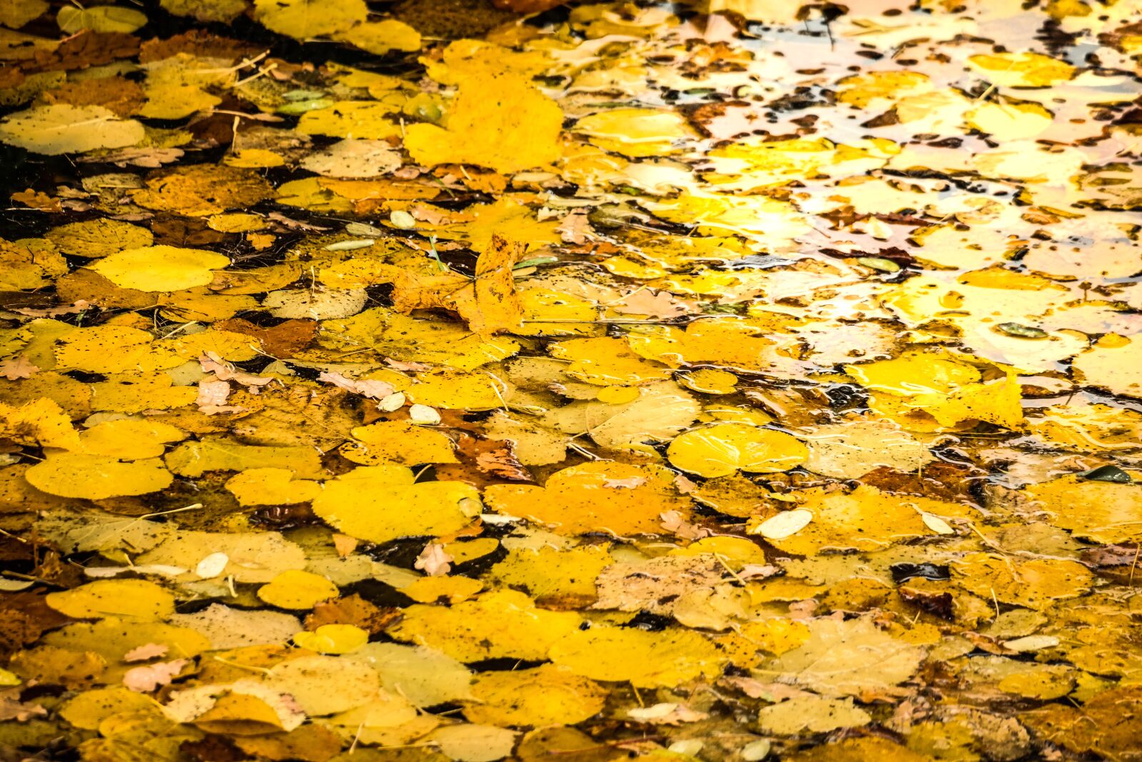 Samsung NX300M sample photo. Leaves, leaves carpet, autumn photography