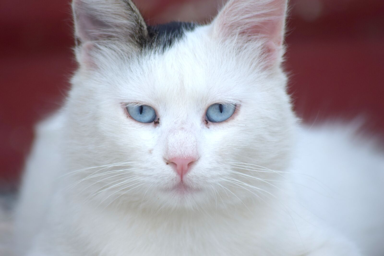 Nikon D3300 sample photo. Cat, feline, blue eyes photography