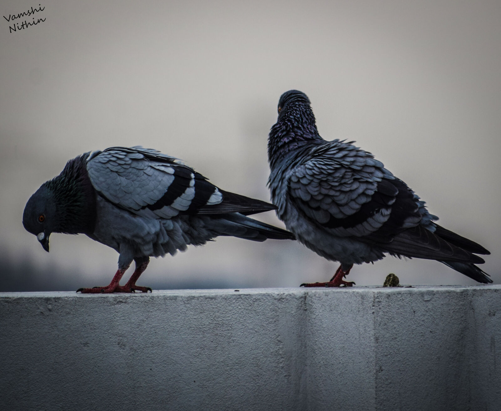 Nikon D3300 sample photo. Birds, nature, pegions photography