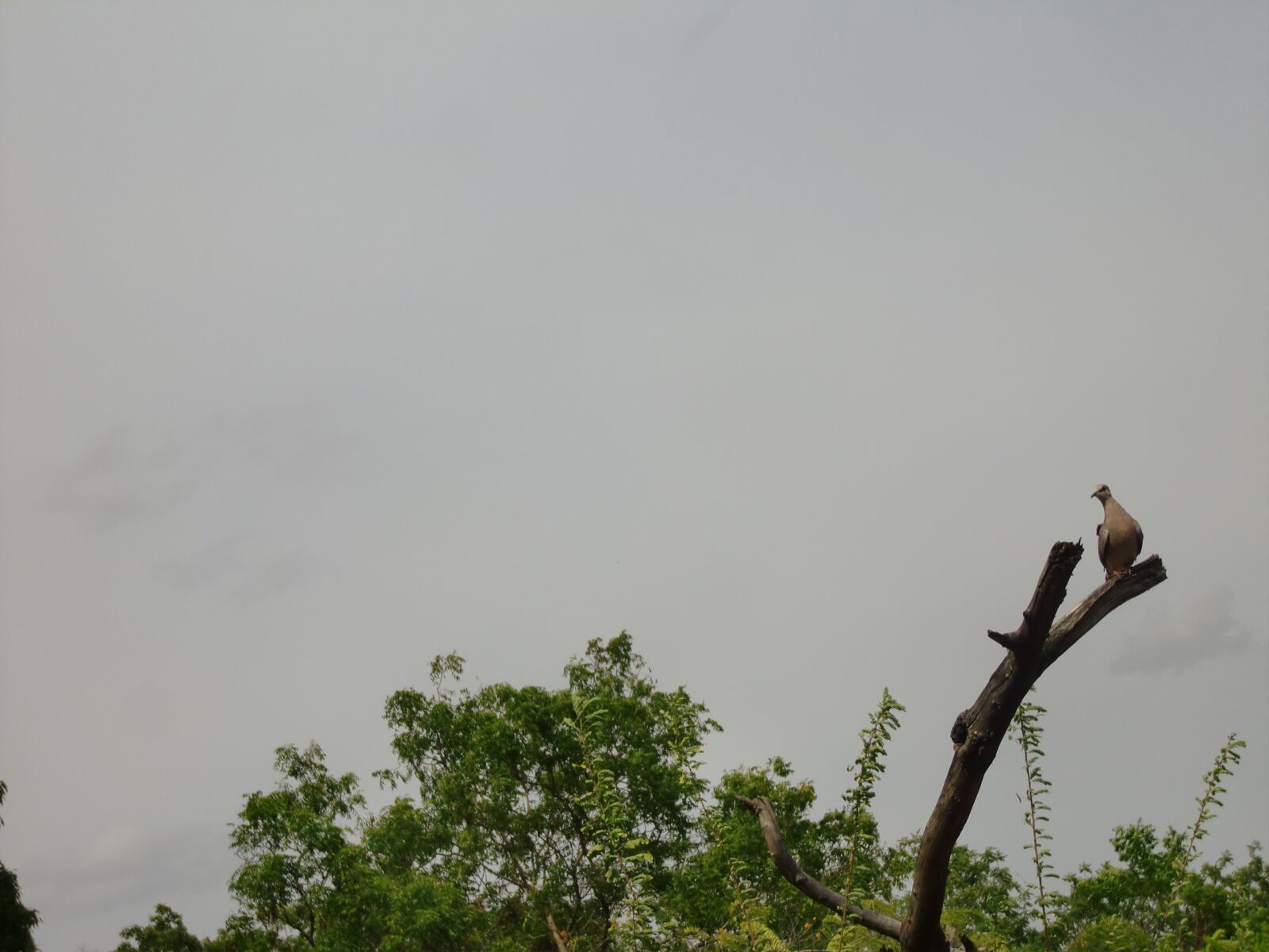 CASIO EX-S12 sample photo. Wild life, sri lanka photography