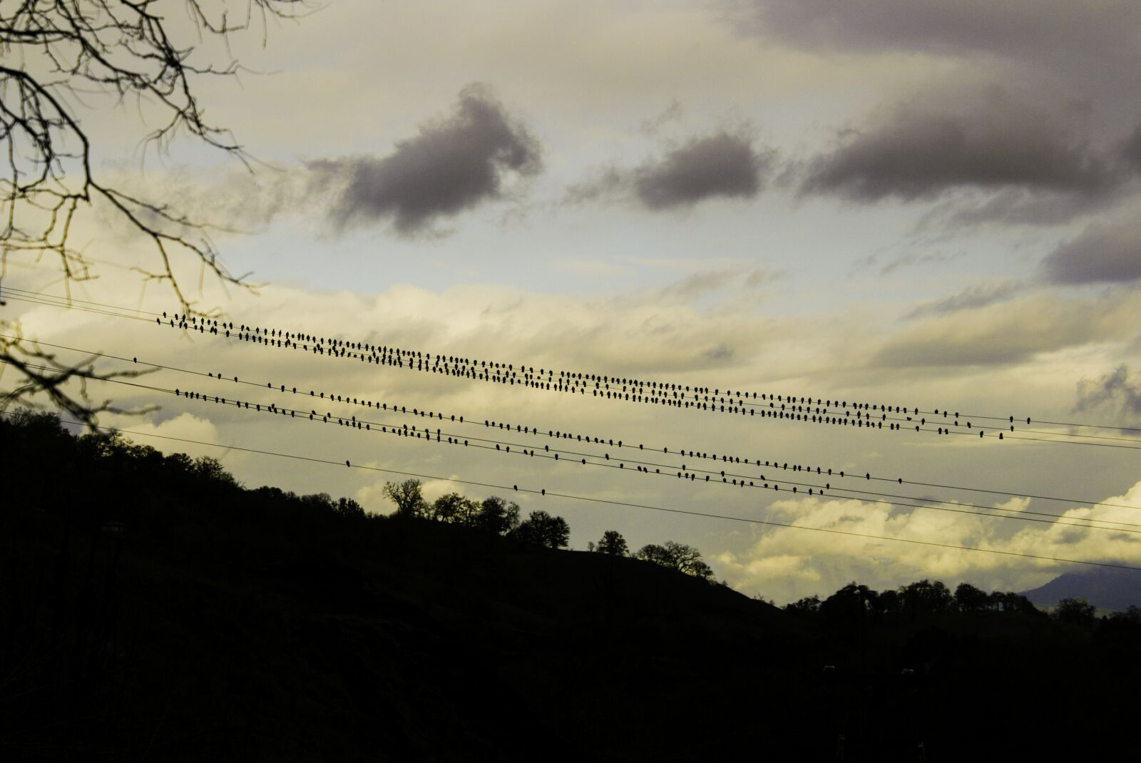 Sony Alpha DSLR-A100 sample photo. Birds, wire, evening photography