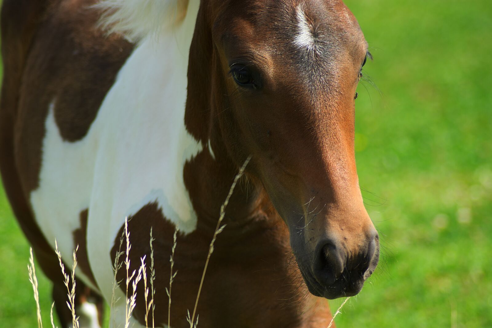Nikon D7200 sample photo. Horse, equine, equestrian photography