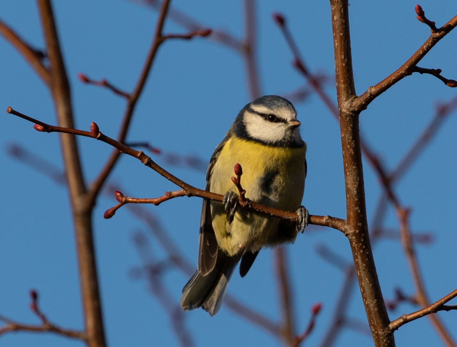 Canon EOS 7D Mark II sample photo. Blue tit, tit, small photography