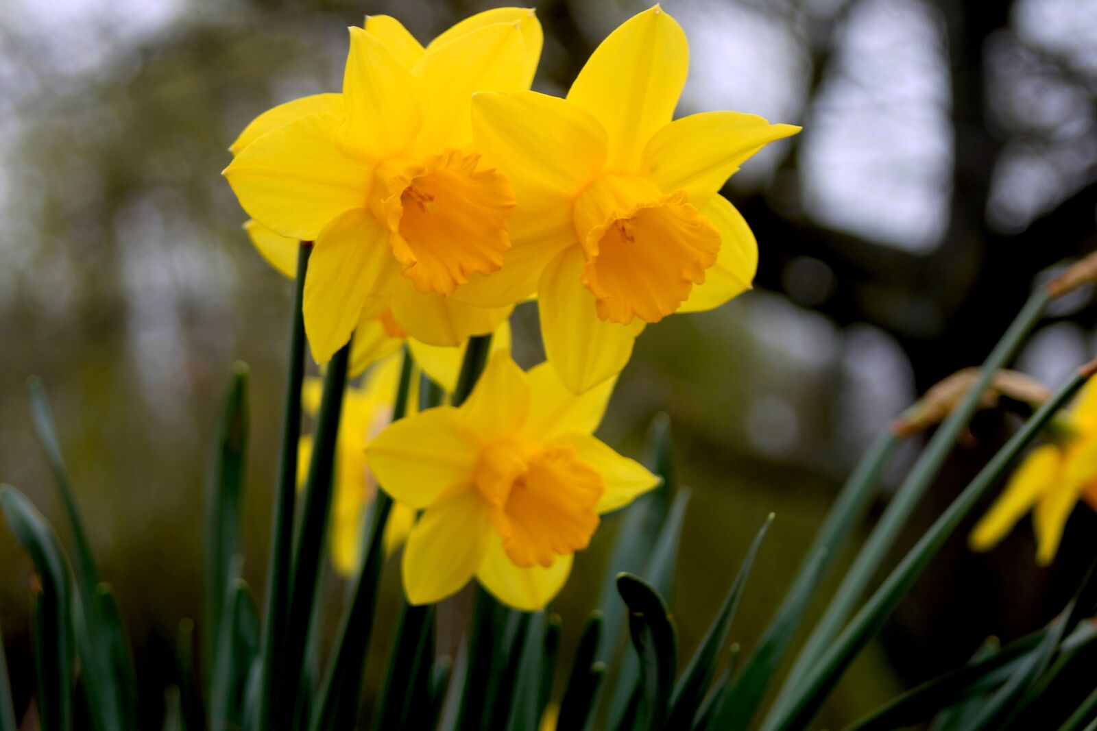 Canon EF 35-80mm F4.0-5.6 III sample photo. Nature, flower, flora photography