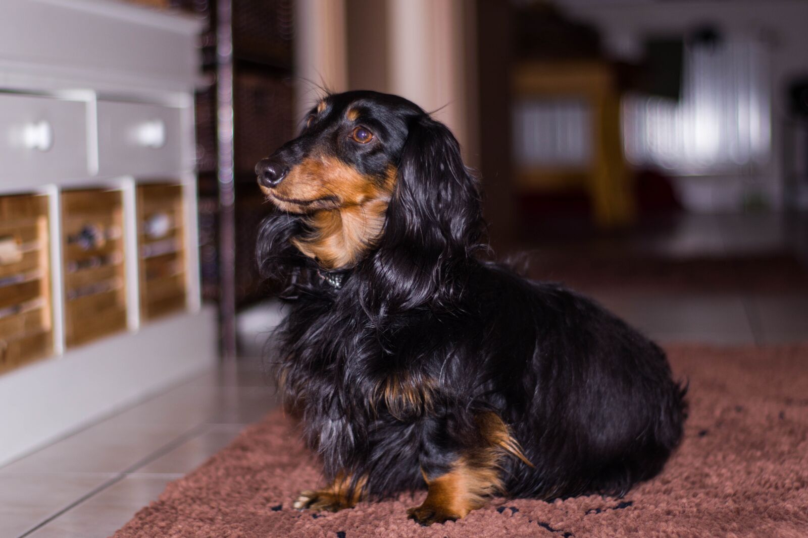 Canon EOS M50 (EOS Kiss M) sample photo. Dog, animal, pet photography
