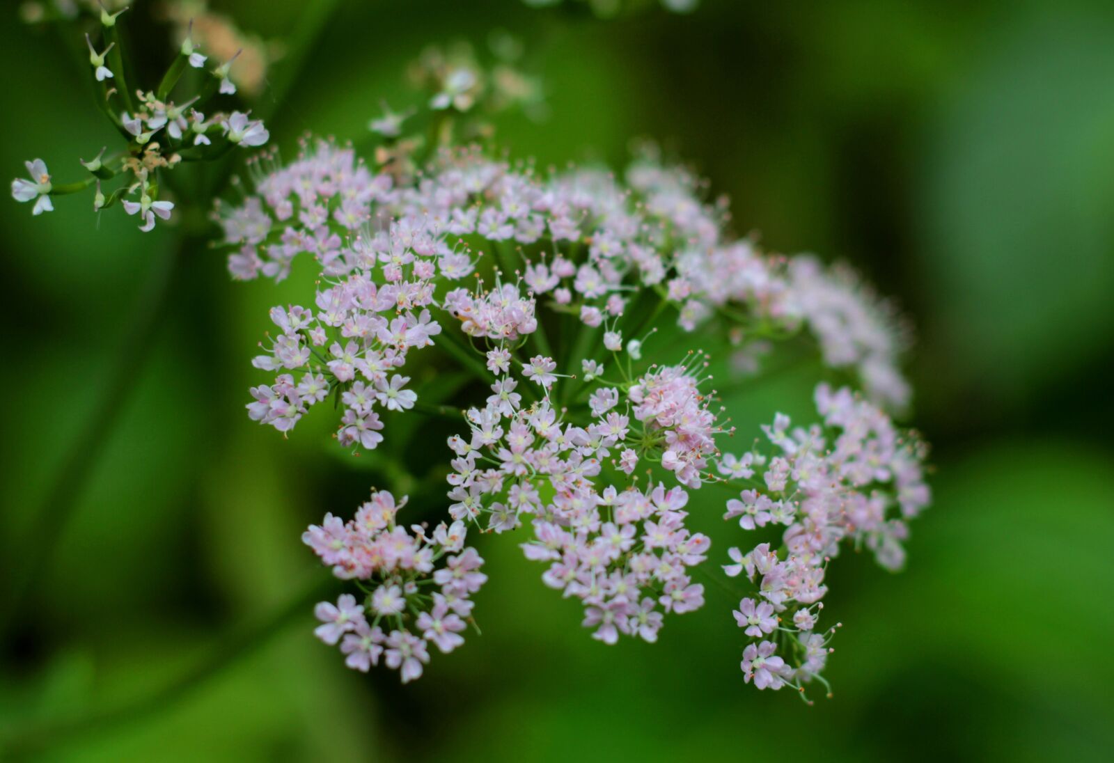 Canon EOS 600D (Rebel EOS T3i / EOS Kiss X5) + Canon EF 50mm F1.8 STM sample photo. Valerian officinalis, screen flower photography