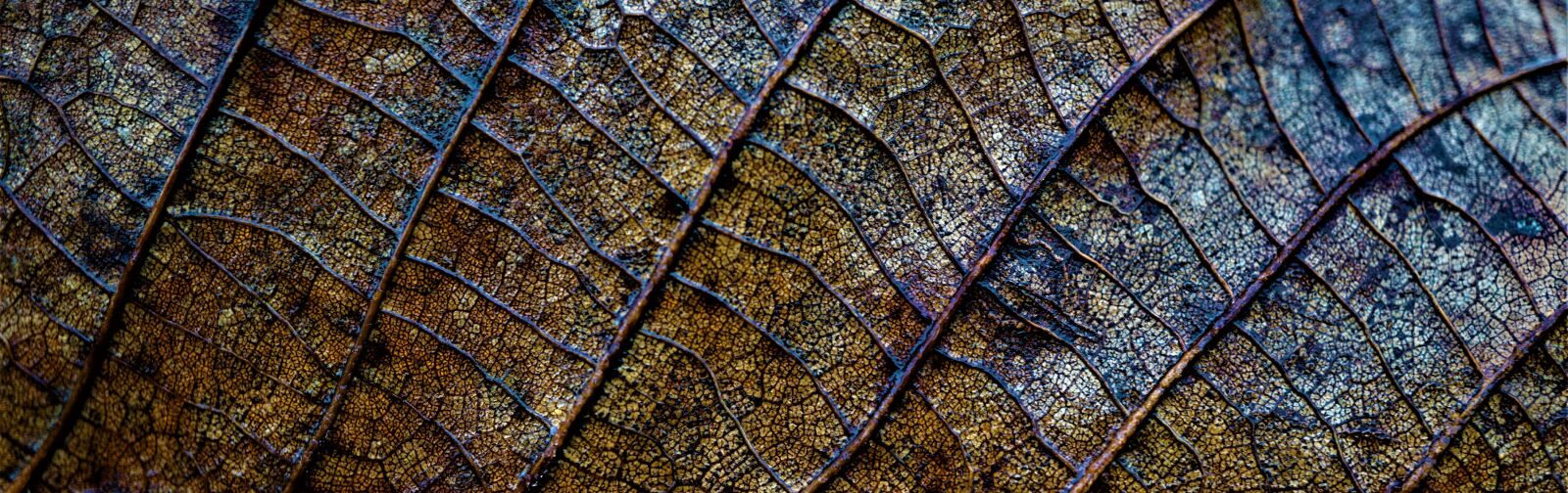 Sony a6000 sample photo. Background, autumn, leaf photography