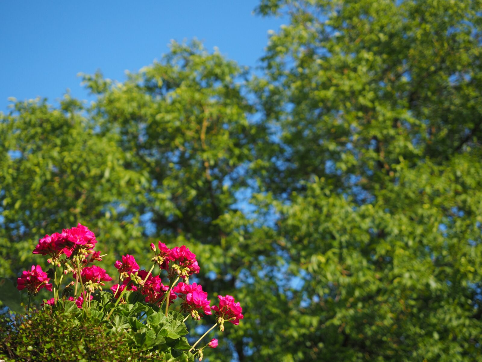 Olympus OM-D E-M1 + Olympus M.Zuiko Digital ED 12-40mm F2.8 Pro sample photo. Geranium, blossom, bloom photography