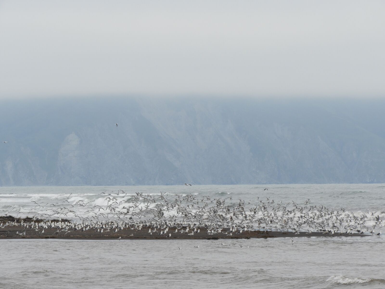 Nikon Coolpix B700 sample photo. Ocean, beach, gulls photography