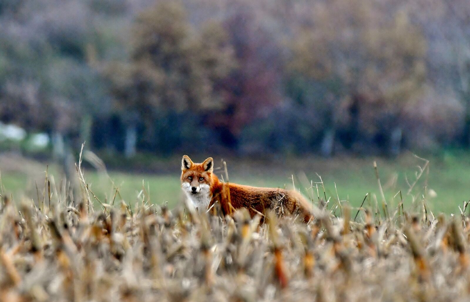 Nikon D500 sample photo. Fox, wild, predator photography