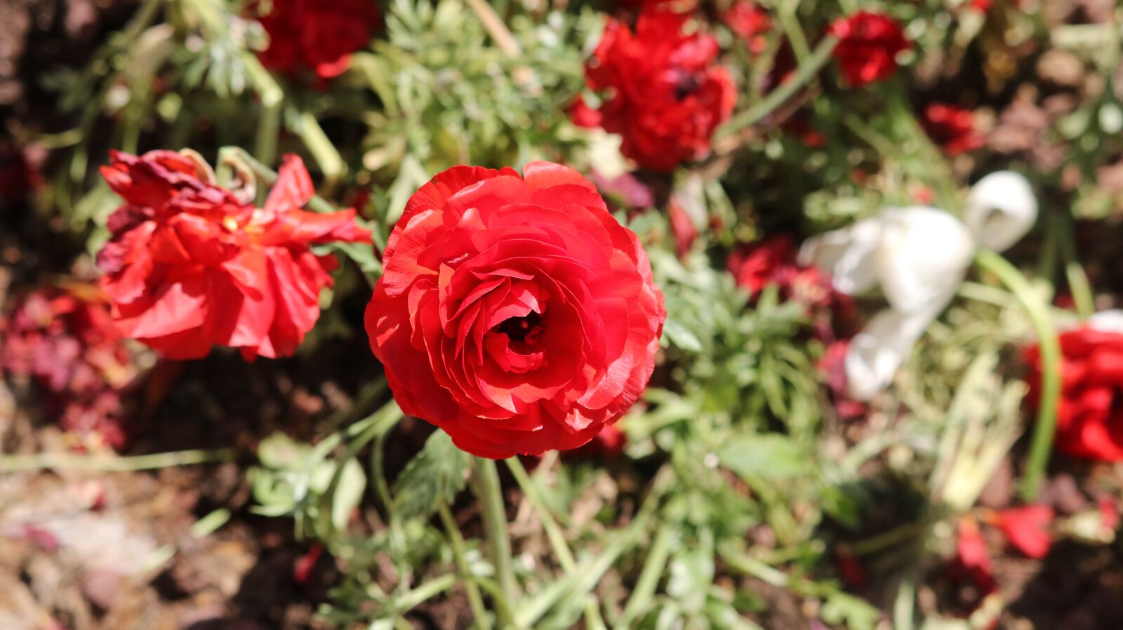 Canon EOS 750D (EOS Rebel T6i / EOS Kiss X8i) sample photo. Flower, nature, plant photography