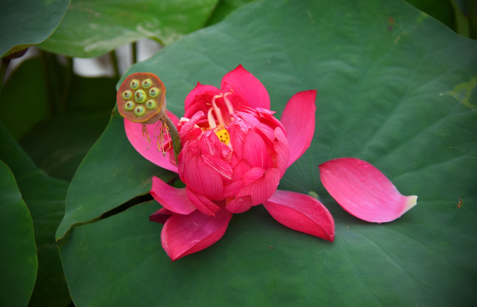 Nikon D7200 sample photo. Lotus flowers, red, nice photography