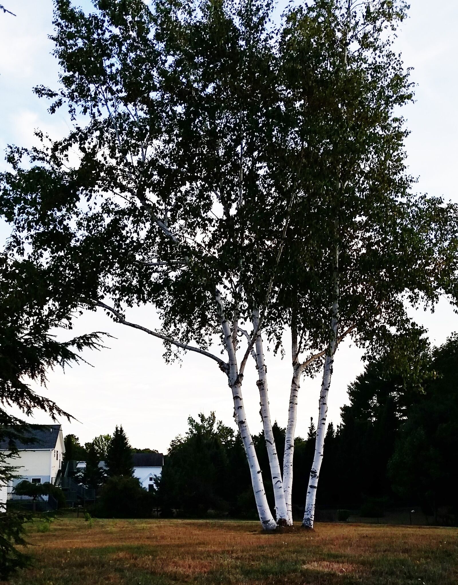 Samsung Galaxy S5 sample photo. Birch trees, maine, scenery photography