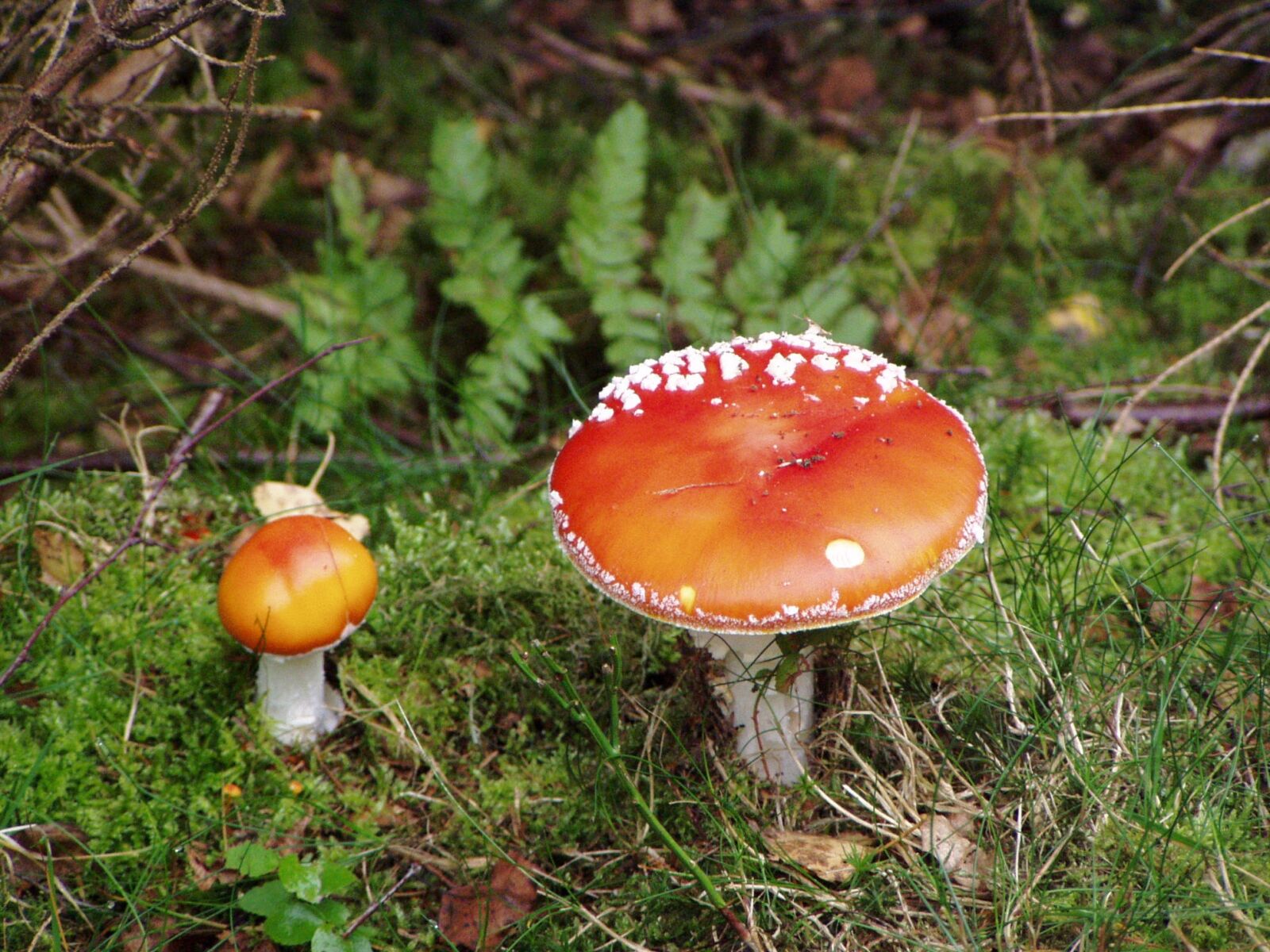 Olympus C725UZ sample photo. Mushroom, fly agaric, forest photography
