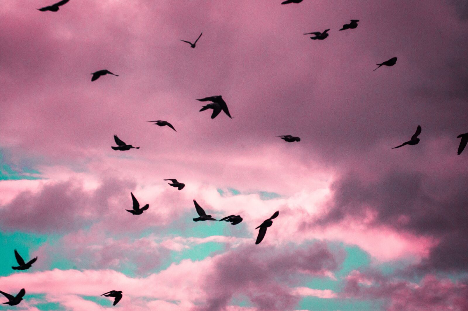 Nikon D40 sample photo. Birds, pink, animal photography