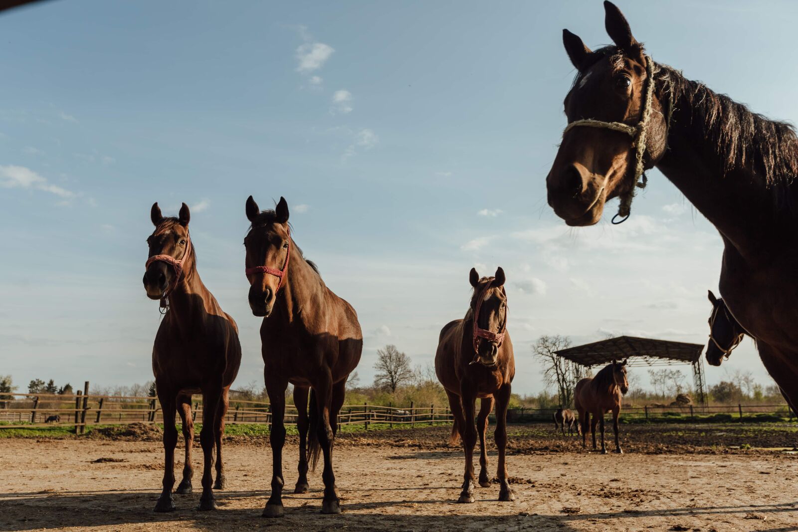 Canon EF 16-35mm F2.8L II USM sample photo. Horses, horse, farm, equine photography