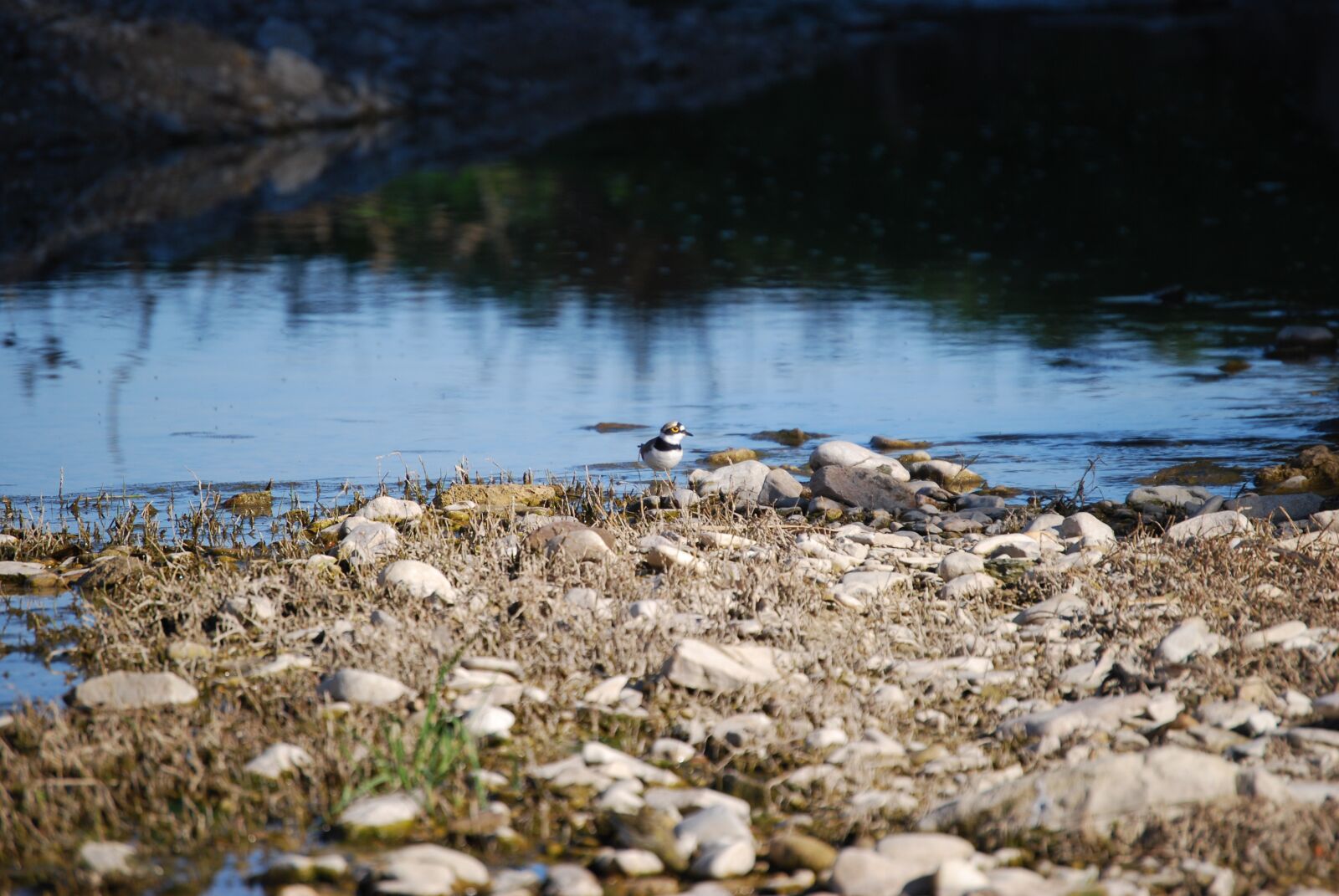Nikon D40X sample photo. Bird, river, rocks photography