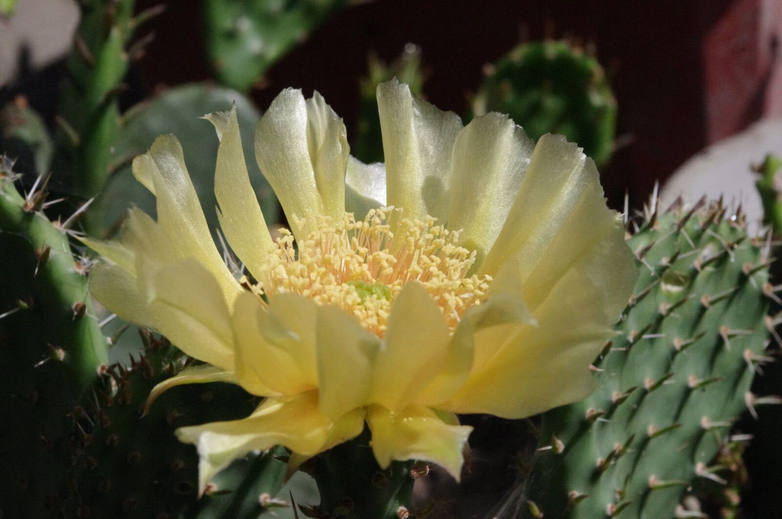 Pentax K-r sample photo. Cactus, flower, yellow photography