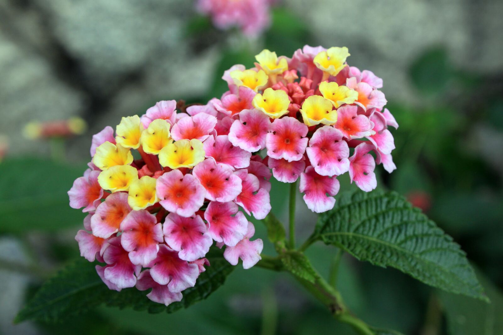 Canon EOS 50D sample photo. Small flowers, pink flowers photography