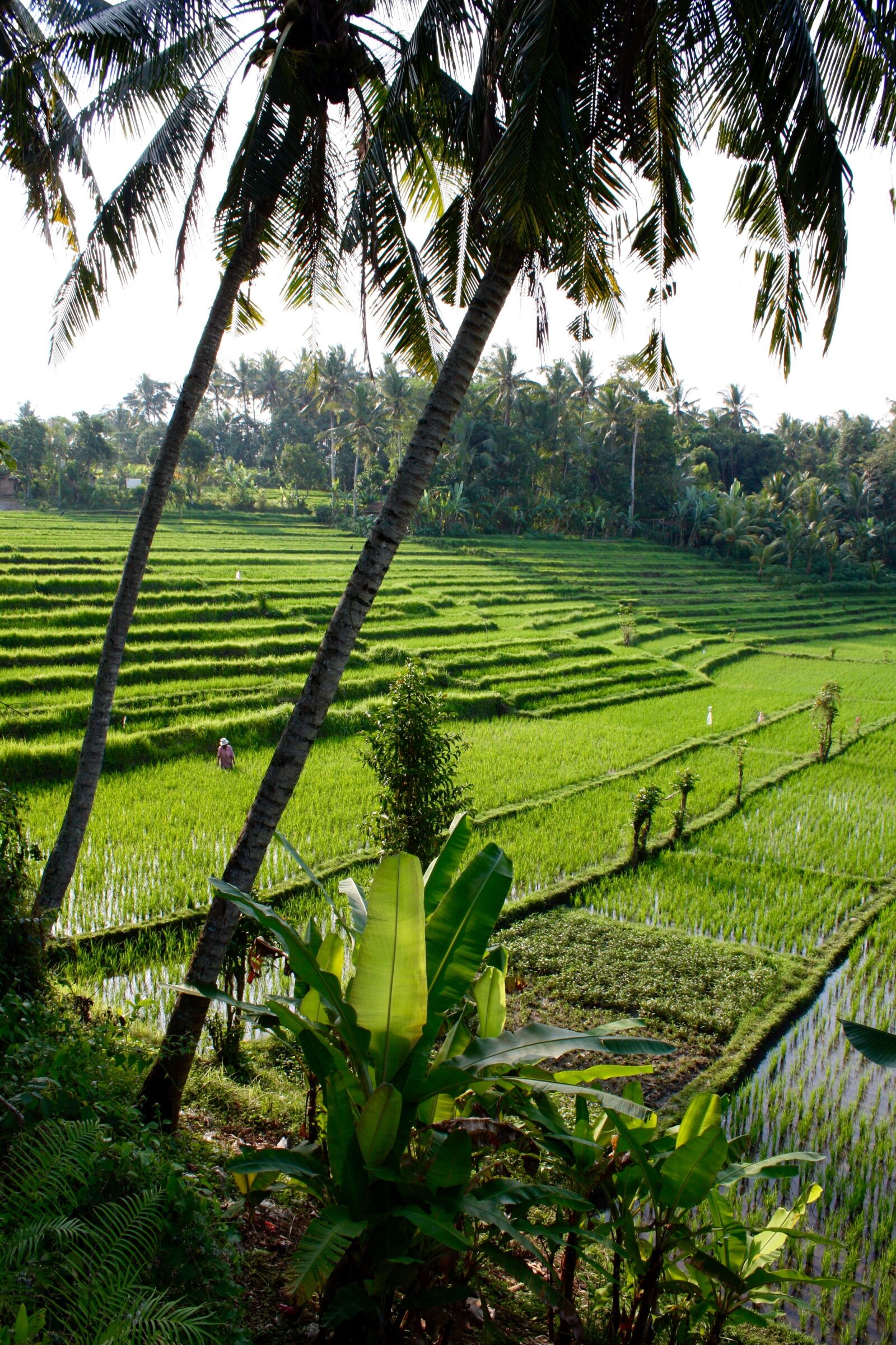 Canon EOS 450D (EOS Rebel XSi / EOS Kiss X2) sample photo. Rice terrace, tropics, tropical photography
