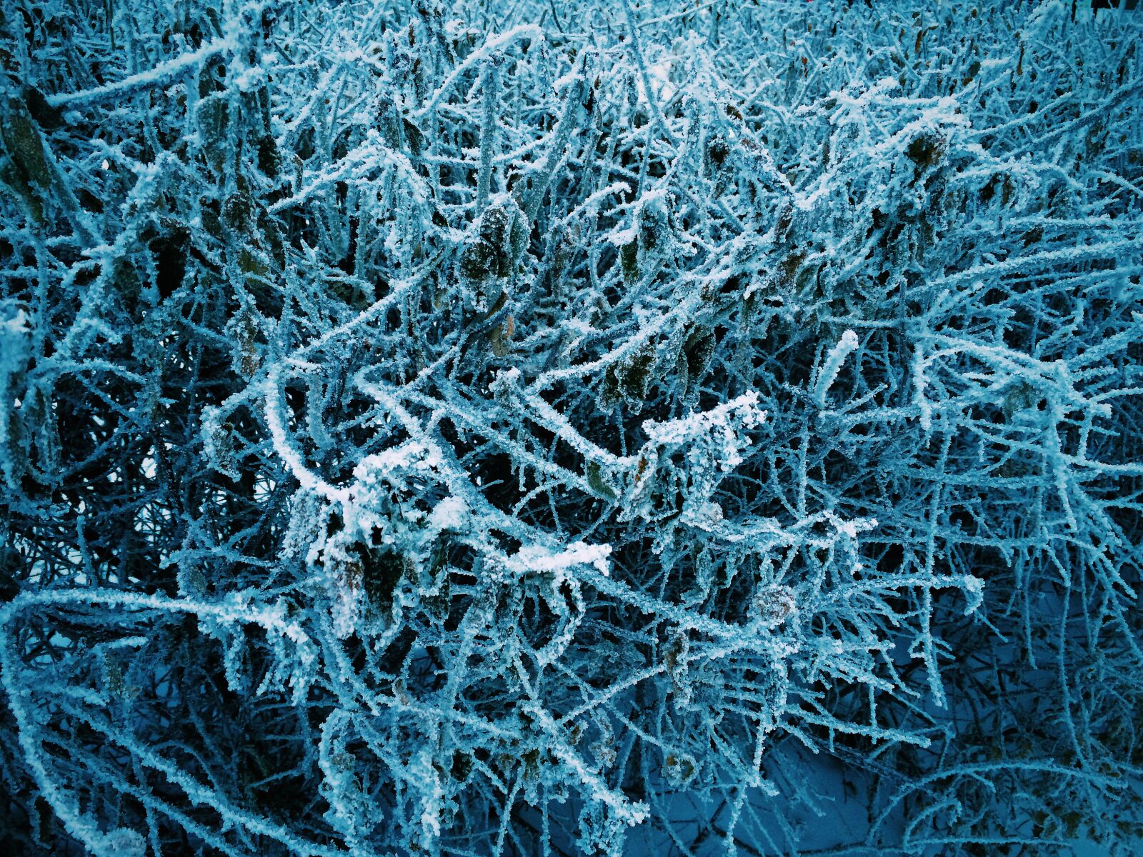 iPhone 5s back camera 4.15mm f/2.2 sample photo. Blue, cold, frozen, snow photography